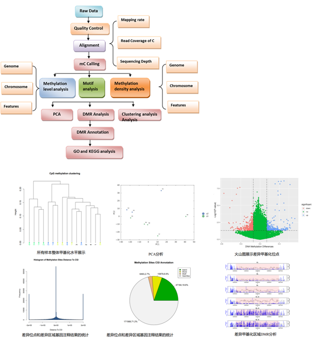 甲基化捕获测序数据分析例图 1