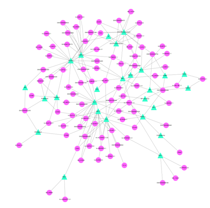 图中节点的大小表示的是基因的 degree