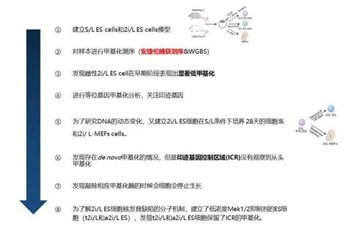 《Nature》主刊报道胚胎模型的甲基化研究