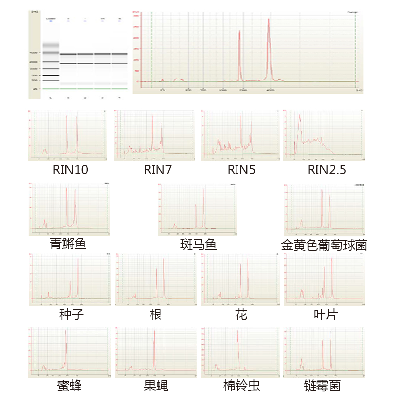 2100RNA 质检部分实例