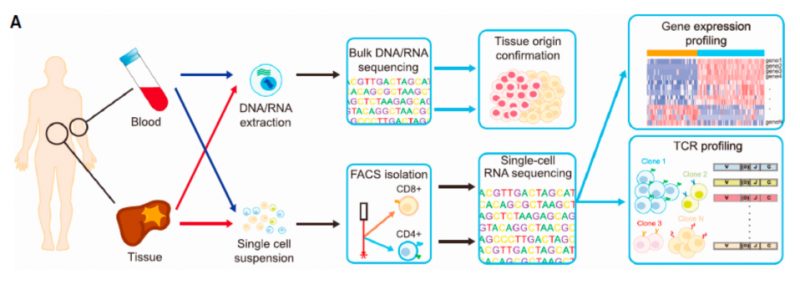 单细胞 RNA 测序应用：肿瘤微环境