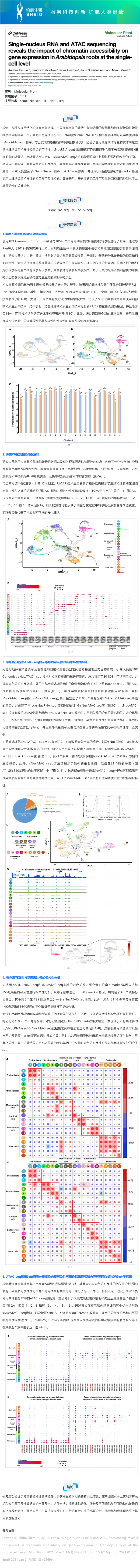 文献解读 _ 单核 RNA 和 ATAC 测序揭示了染色质可及性对拟南芥根部单细胞水平基因表达的影响