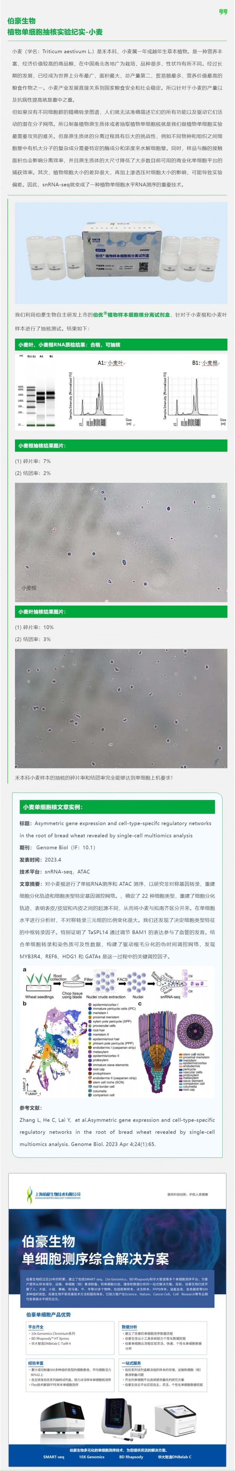 凯发k8国际植物单细胞抽核实验纪实 - 小麦